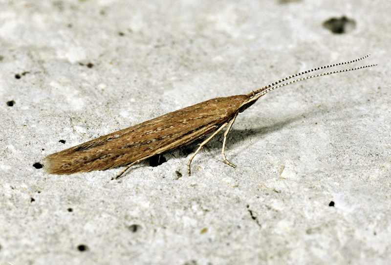 Un Coleophoridae da determinare